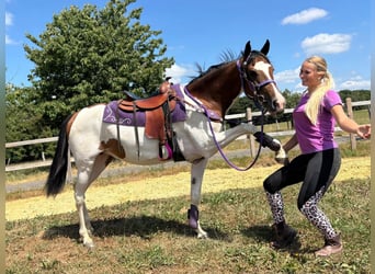 Pintos, Mare, 4 years, 15.1 hh, Pinto