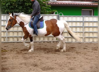 Pintos Mix, Stute, 4 Jahre, 15,1 hh, Schecke