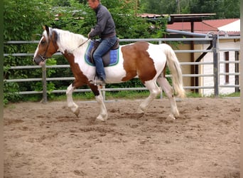 Pintos Mix, Stute, 4 Jahre, 15,1 hh, Schecke