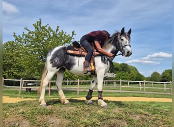 Pintos, Mare, 4 years, 15 hh