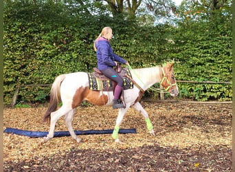 Pintos, Mare, 4 years, 15 hh, Pinto