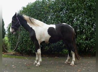 Pintos, Mare, 4 years, 15,2 hh, Pinto