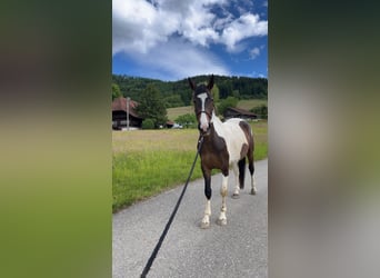Pintos, Mare, 4 years, 16.1 hh, Pinto