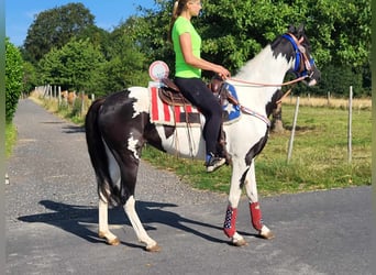 Pintos, Mare, 4 years, Pinto