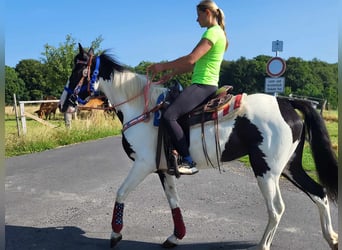 Pintos, Mare, 4 years, Pinto