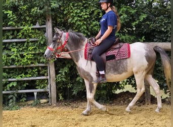 Pintos, Mare, 5 years, 13.1 hh, Pinto
