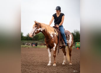 Pintos, Mare, 5 years, 13,2 hh, Sorrel