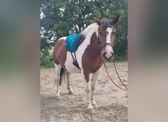 Pintos Mix, Mare, 5 years, 14.2 hh, Pinto