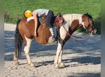 Pintos Mix, Mare, 5 years, 14.2 hh, Pinto