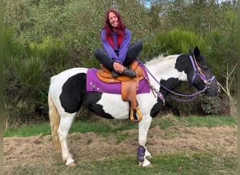Pintos, Mare, 5 years, 14.2 hh, Pinto