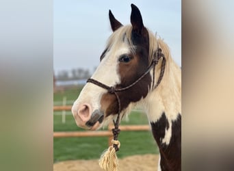 Pintos Mix, Mare, 5 years, 14.3 hh, Pinto