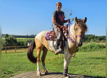 Pintos, Stute, 5 Jahre, 15 hh, Schecke