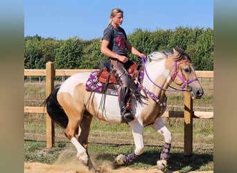 Pintos, Stute, 5 Jahre, 15 hh, Schecke