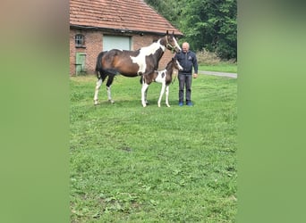 Pintos, Mare, 5 years, 15,2 hh, Pinto