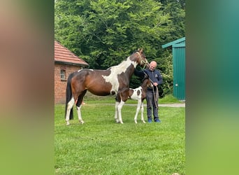 Pintos, Mare, 5 years, 15,2 hh, Pinto