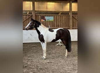 Pintos, Mare, 5 years, 16,2 hh, Pinto