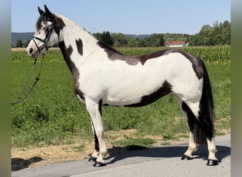 Pintos Mix, Mare, 5 years, Pinto