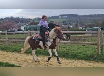 Pintos, Mare, 6 years, 13.2 hh, Pinto