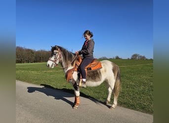 Pintos, Mare, 6 years, 13,1 hh, Pinto