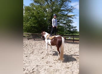 Pintos, Mare, 6 years, 14.1 hh