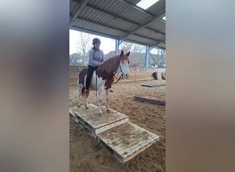 Pintos Mix, Mare, 6 years, 14.1 hh, Pinto