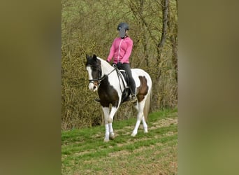 Pintos, Mare, 6 years, 14.2 hh, Pinto