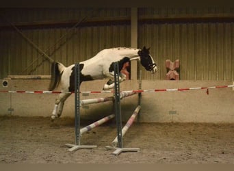Pintos, Mare, 6 years, 14.2 hh, Pinto