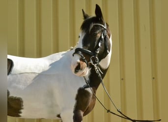 Pintos, Mare, 6 years, 14.2 hh, Pinto