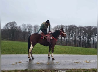 Pintos, Mare, 6 years, 14.2 hh, Pinto