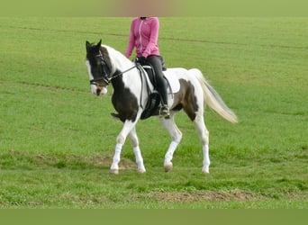 Pintos, Mare, 6 years, 14,2 hh, Pinto