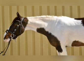 Pintos, Mare, 6 years, 14,2 hh, Pinto