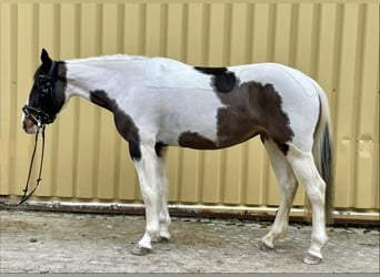 Pintos, Mare, 6 years, 14,2 hh, Pinto