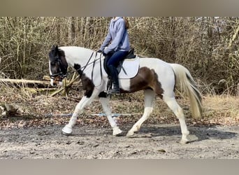 Pintos, Mare, 6 years, 14,2 hh, Pinto
