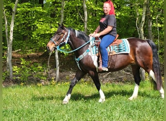 Pintos, Mare, 6 years, 15.1 hh, Pinto