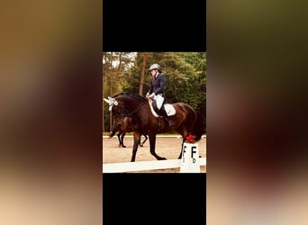 Pintos, Mare, 6 years, 15.2 hh, Bay-Dark