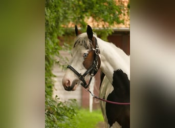 Pintos, Mare, 6 years, Pinto