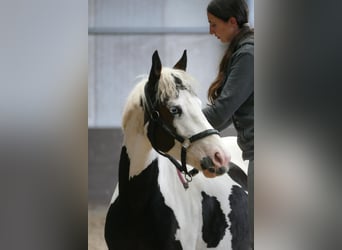 Pintos, Mare, 6 years, Pinto