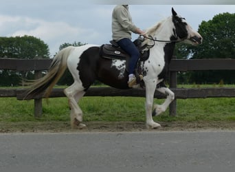 Pintos, Mare, 7 years, 14.3 hh, Pinto