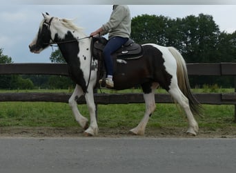 Pintos, Mare, 7 years, 14.3 hh, Pinto