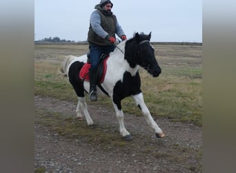Pintos Mix, Mare, 7 years, 14,2 hh, Pinto