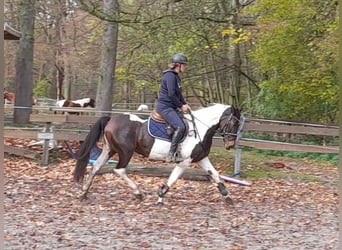 Pintos, Mare, 7 years, 15.1 hh, Pinto