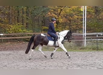 Pintos, Mare, 7 years, 15.1 hh, Pinto