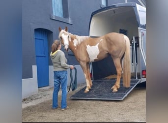 Pintos, Mare, 7 years, 15.2 hh, Palomino