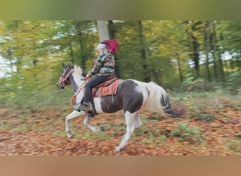 Pintos, Mare, 7 years, 15.2 hh, Pinto