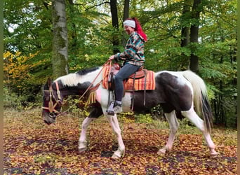 Pintos, Mare, 7 years, 15.2 hh, Pinto