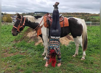 Pintos, Mare, 7 years, 15.2 hh, Pinto