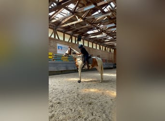 Pintos Mix, Mare, 7 years, 15,1 hh, Pinto