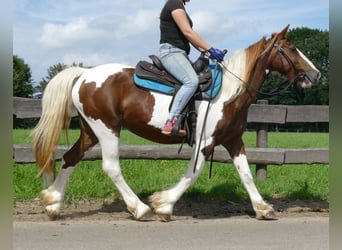 Pintos, Mare, 8 years, 14.2 hh, Pinto