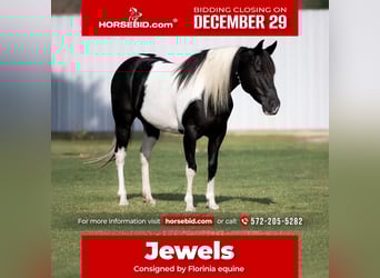 Pintos, Mare, 8 years, 14 hh, Pinto