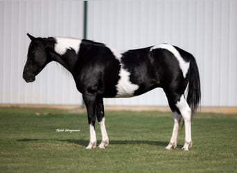 Pintos, Mare, 8 years, 14 hh, Pinto